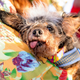 Scamp the Tramp, ganador del Concurso del Perro más feo del mundo edición 2019.